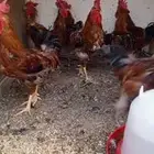 ديوك تركي لوهمان