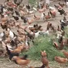 دجاج بلدي العمر 3 أشهر