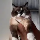 قطط لتبني