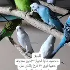 طيور كلها اجواز منتجه معها 20 فرخ ياكلن من حالهن 30جوز تحت