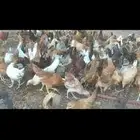 دجاج عمره 3 شهور بلدى مطعم