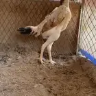 دجاج شامو ياباني