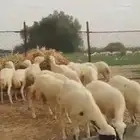 رخال بلدي جدعان أعمارها مابين 6 إلى 8 شهور تقريبا