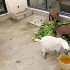 عنز قزم للبيع