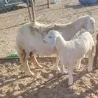 نعجه والد معها طلي