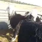 طليان نجديه سليمه وللبيع