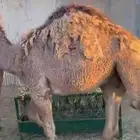 حشو مفاريد طيبة