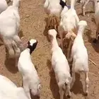 ضأن رفيدي بلدي العدد 30 تحتها 30