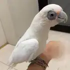 كوكاتو الليف العمر سنه و5شهور