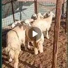 سلام وعليكم للبيع الطليان 5 و رخال 1