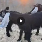 تيوس عدد 2 وجفره 1 العمر 3 شهور طيبه