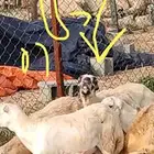 رخيل بلدي