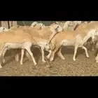 رخال صنف طيبات عددها 32 بالفحل