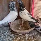 حمام باكستاني جوز تيدي