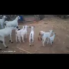 غنم بيشيات بلدي العدد 40تحتها 20
