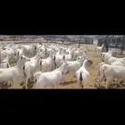 غنم بيشيات بلدي العدد 100   60 قرايب و40 عناق