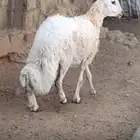 شاه سديس صنف للبيع