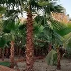 نخل نخيل واشنطن