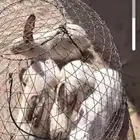 ارانب منتجه