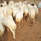 ضان رفيدي أكبر جرم العدد 100
