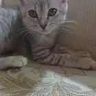 قطه