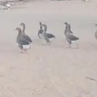 وز العدد 6 الموقع جنوب النعيريه