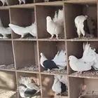 حمام شماسي للبيع