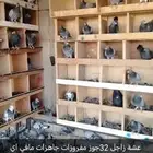 حمام زاجل