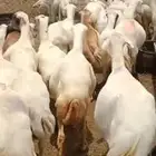 ضان رفيدي أكبر بلدي