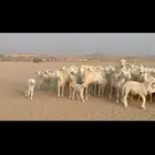 غنم خالفات طيبه العدد 50 تحتها 50 بالفحل 2