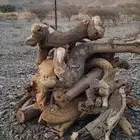 سياره هايلوكس