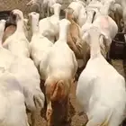 ضأن رفيدي قرايب دفيع علا الشرط سنها ثني ربع سديس ديودها سليه