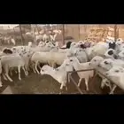 رخيل العدد 50 للبيع جمله