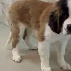 (Saint Bernard) جرو سانت برنارد العمر 4 شهور الاب والام بي