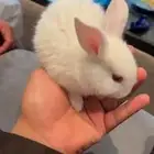 متوفر ارانب وصوص