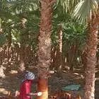 نخل نخيل واشنطن