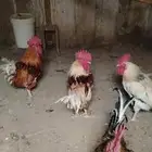 ديوك فرنسي ولهمان للبيع