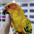 صن كنيور صبغه قويه