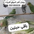 طيور واحواض اسماك. وخيمه المكشات