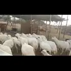 ضأن رفيدي أكبر جرم العدد العدد 75 عيلها 25
