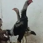 فروخ دجاج شامو