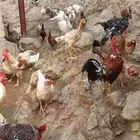 دجاج ما شاء لمن اراد التربيه او الذبح