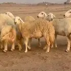 غنم حريات رخال دفيع مفاصيل