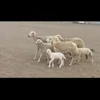 غنم حريات رخال خلفات صنف