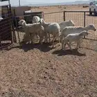 شياه حريات