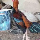 ديك باكستاني