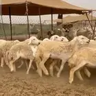 غنم حريات رخال جدعات
