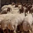 حلاق غنم ماكينه