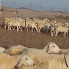 غنم حريات دفيع مفاصيل شرط