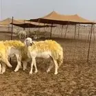 غنم حريات رخال دفيع